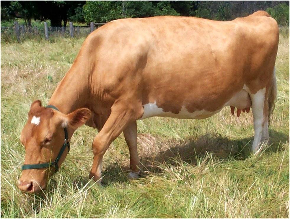Cow eating grass.jpg